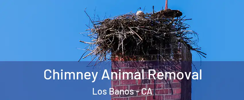 Chimney Animal Removal Los Banos - CA