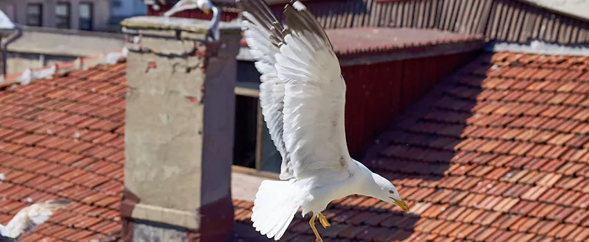 Residential Chimney Animal Removal Solution in Los Banos, CA
